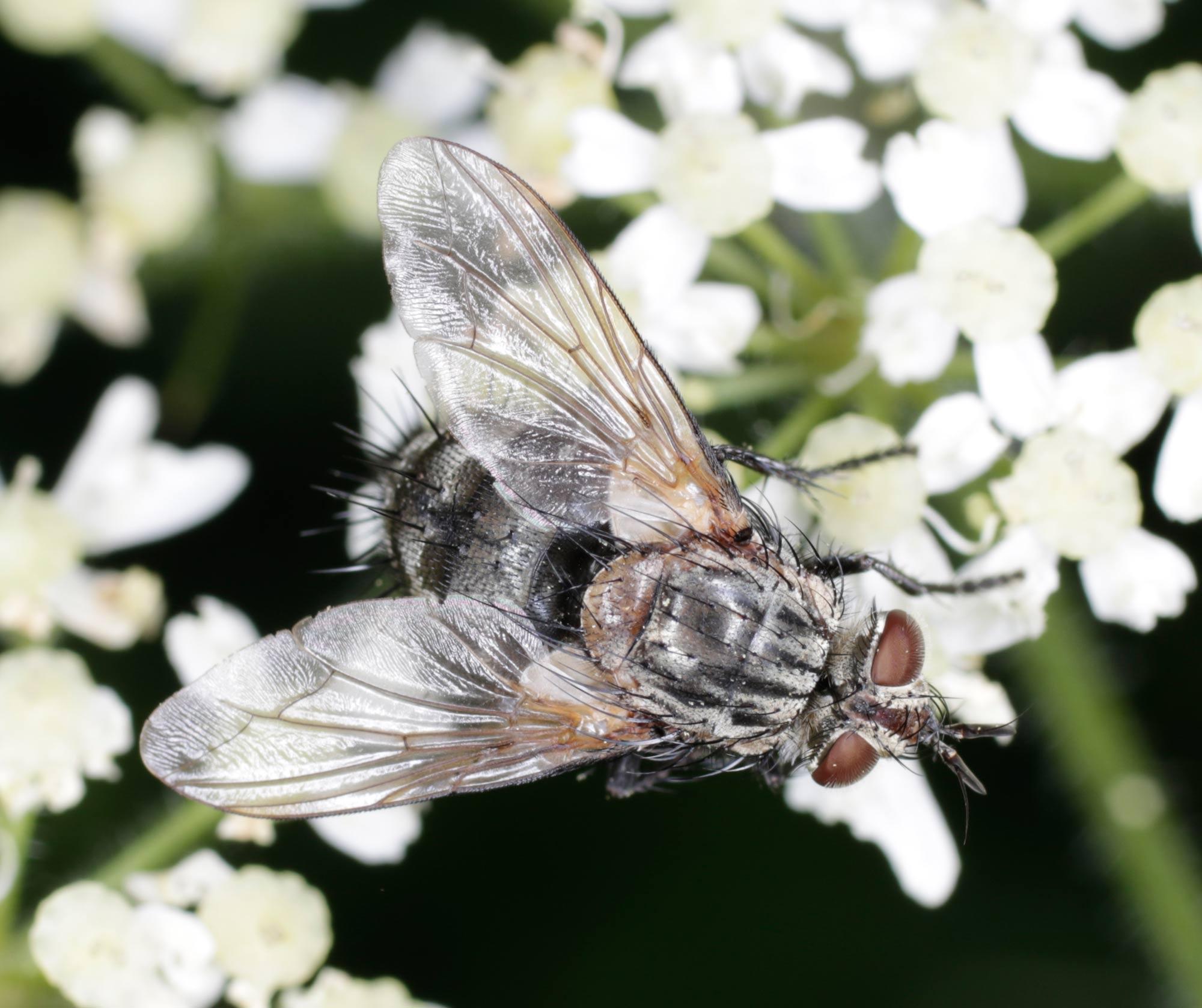 Tachinidae: Linnaemya sp.